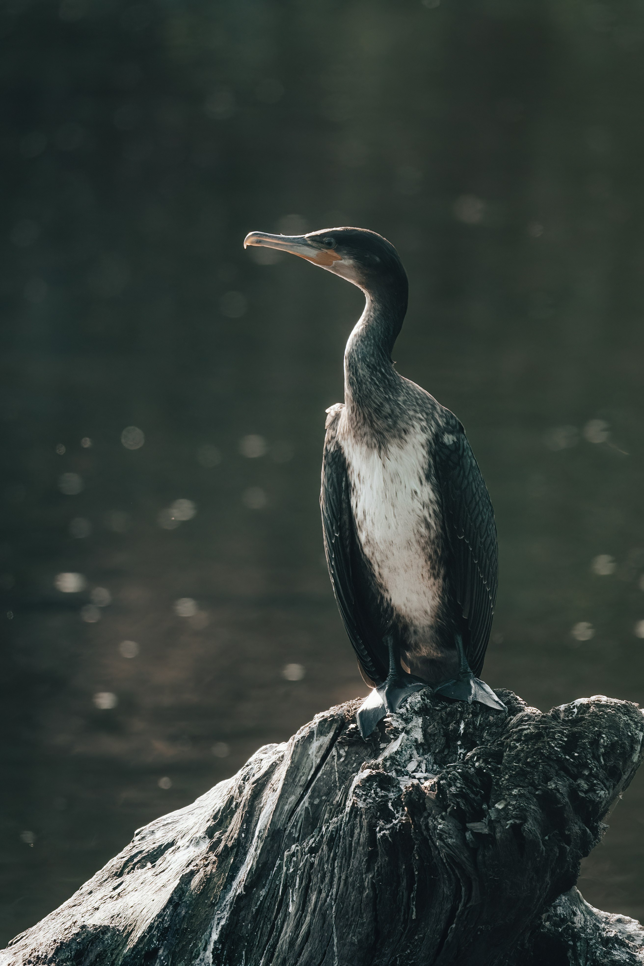 black and white bird on gray rock